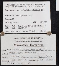 Craterellus tubaeformis image