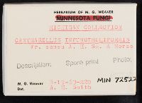 Craterellus tubaeformis image