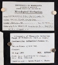 Craterellus tubaeformis image