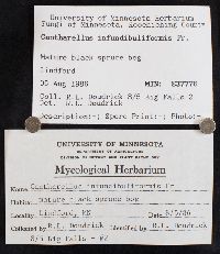 Craterellus tubaeformis image