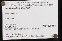 Cantharellus cibarius image