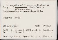 Cantharellus cinnabarinus image