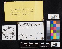 Cantharellus cinnabarinus image