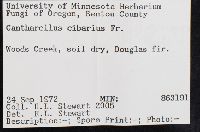 Cantharellus cibarius image