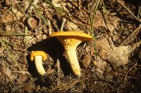 Cantharellus cibarius image