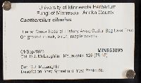 Cantharellus cibarius image