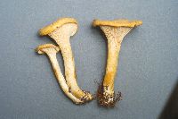 Cantharellus cibarius image