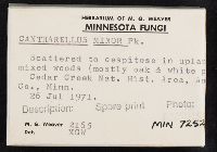 Cantharellus minor image