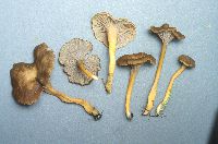 Craterellus tubaeformis image