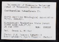 Craterellus tubaeformis image