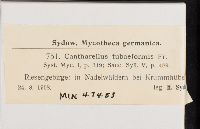 Craterellus tubaeformis image