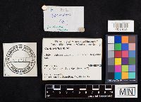 Cantharellus minor image