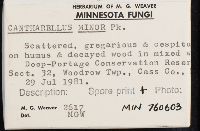 Cantharellus minor image