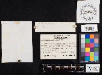 Cantharellus minor image