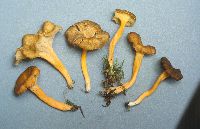 Craterellus lutescens image