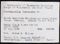 Craterellus lutescens image