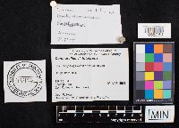 Craterellus lutescens image