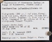 Craterellus tubaeformis image