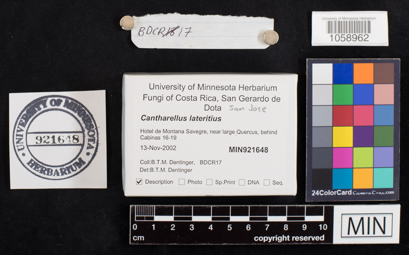 Cantharellus lateritius image