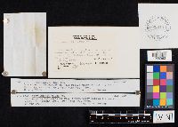 Cantharellus minor image