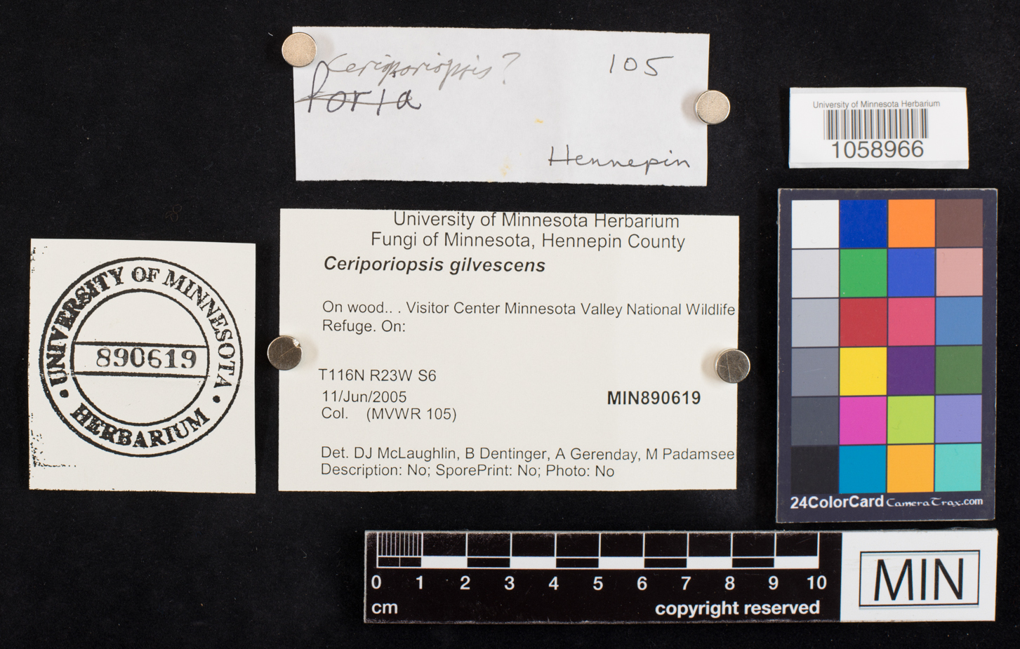 Ceriporiopsis gilvescens image