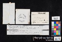 Craterellus tubaeformis image