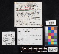 Chalciporus piperatus image