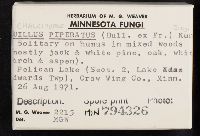 Chalciporus piperatus image