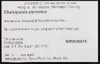 Chalciporus piperatus image