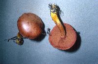 Chalciporus piperatus image