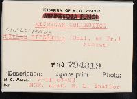 Chalciporus piperatus image