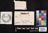 Chalciporus piperatus image