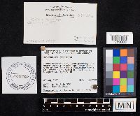 Chalciporus piperatus image