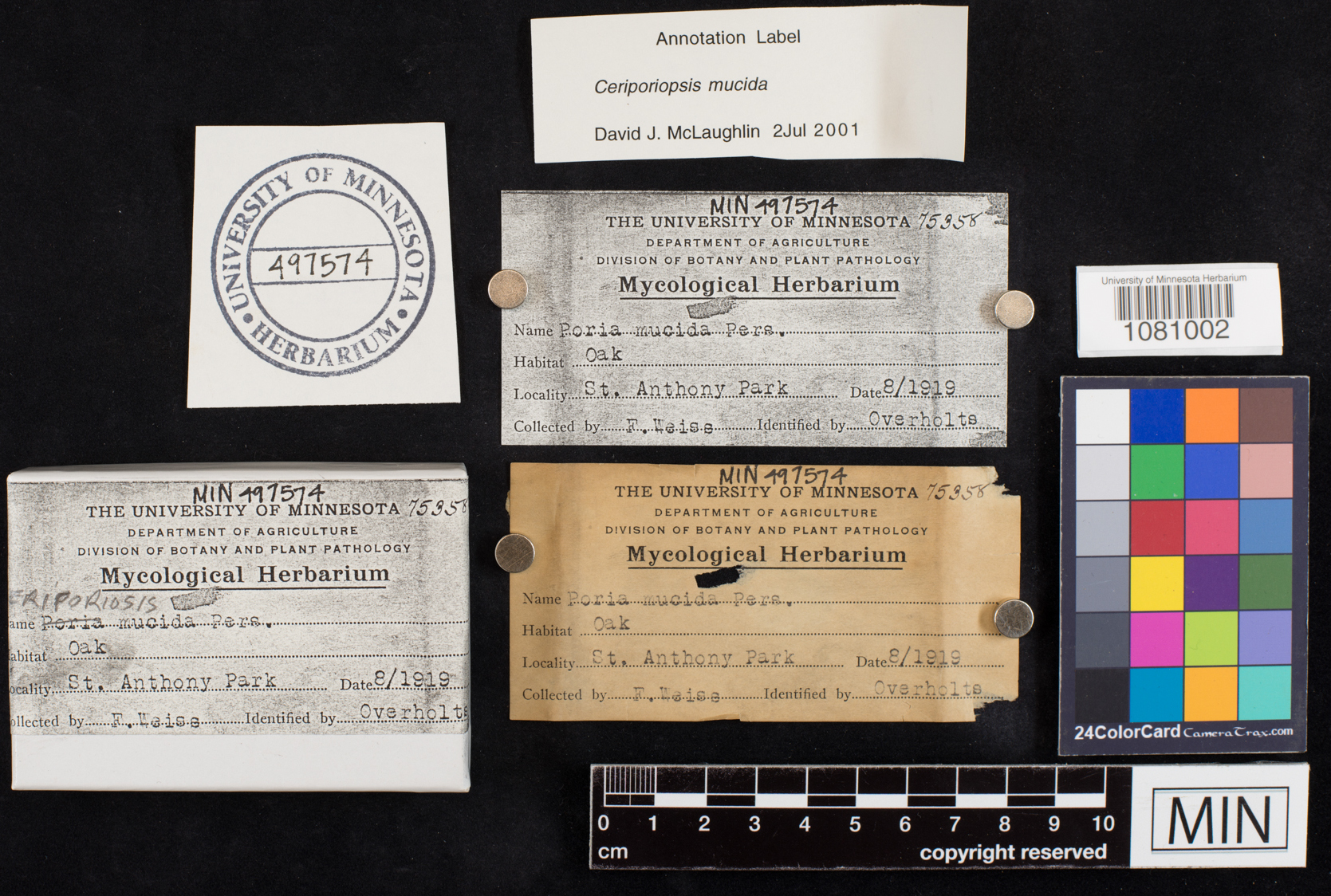 Ceriporiopsis mucida image