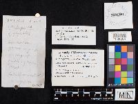 Chalciporus piperatus image