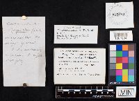 Chalciporus piperatus image