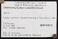 Cheimonophyllum candidissimum image