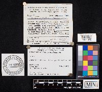 Cheimonophyllum candidissimum image