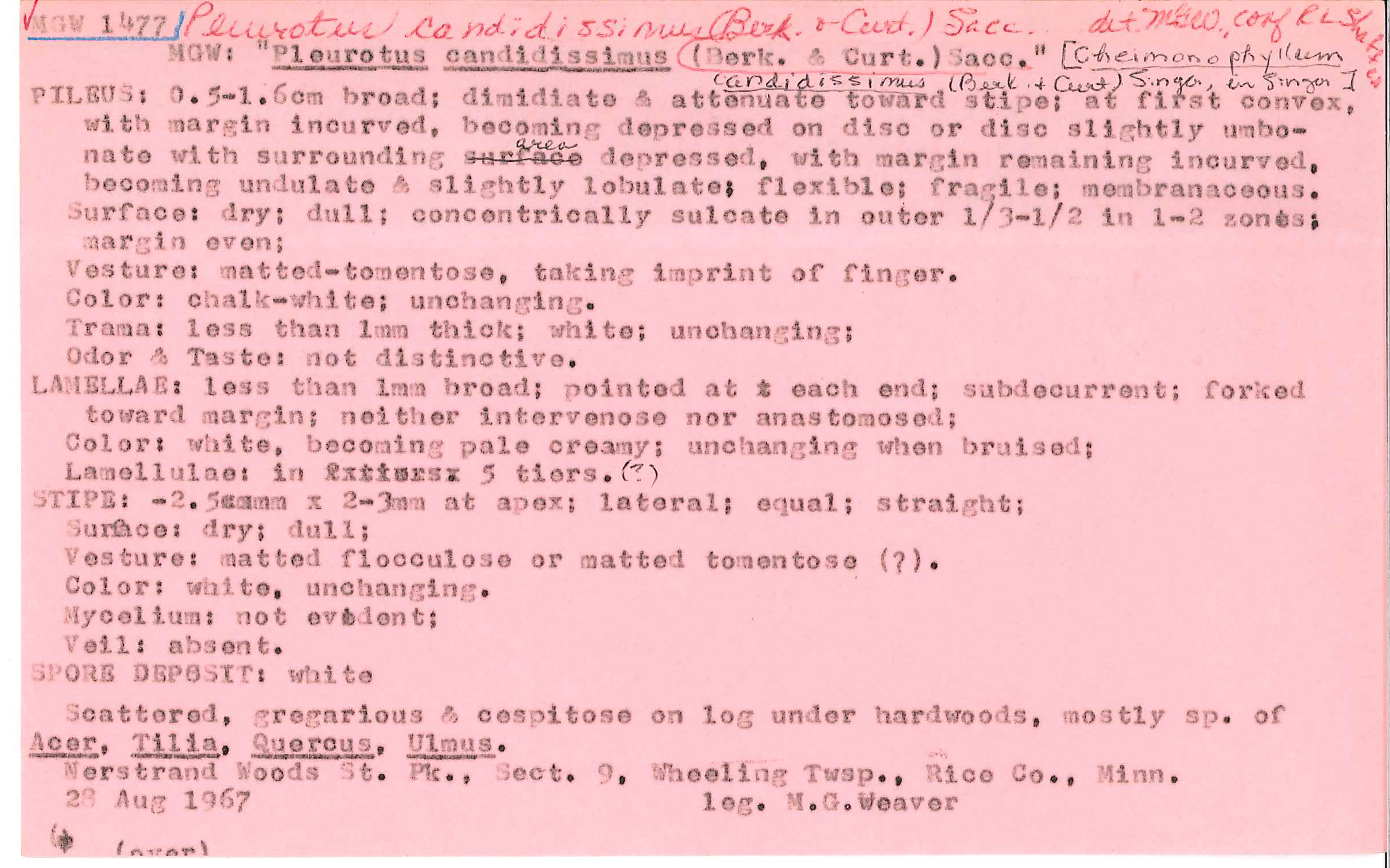 Cheimonophyllum candidissimum image