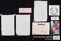 Chalciporus piperatus image