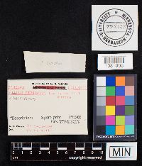 Chalciporus piperatus image