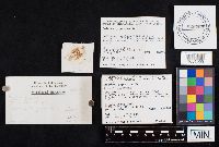 Chalciporus piperatus image