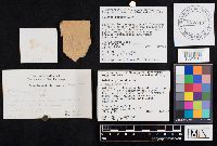 Chalciporus piperatus image