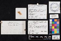 Chalciporus piperatus image