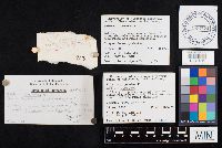 Chalciporus piperatus image