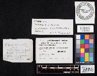 Chalciporus piperatus image