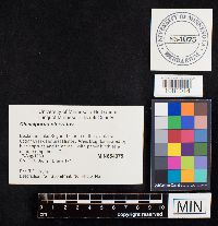 Chalciporus piperatus image