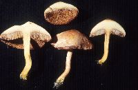 Chalciporus piperatus image