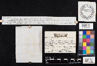 Chalciporus piperatus image