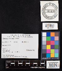 Chalciporus piperatus image